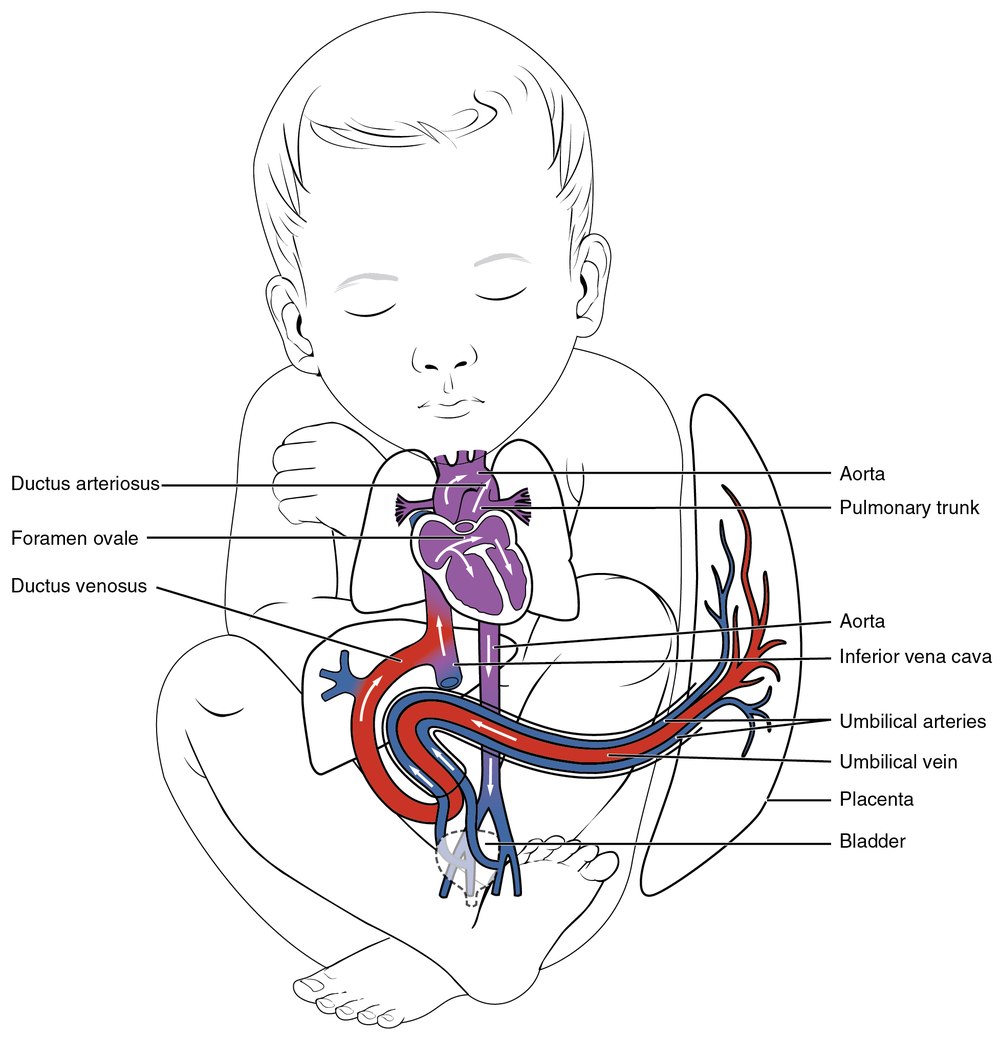 OpenStax fetal circulation diagram: fetus with labeled ductus arteriosus, foramen ovale, ductus venosus, umbilical arteries and vein, and placenta